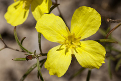 Oenothera gayleana