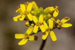 Draba spectabilis