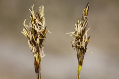 Carex siccata