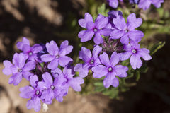 Glandularia wrightii