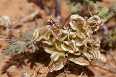 Cymopterus glomeratus