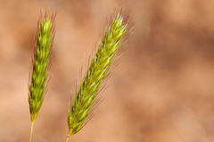 Hordeum pusillum