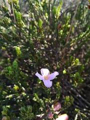Lachnaea grandiflora