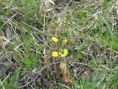 Tussilago farfara