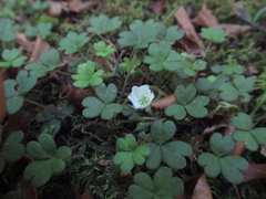 Oxalis magellanica