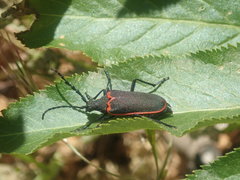 Desmocerus californicus