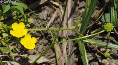 Ranunculus scandicinus