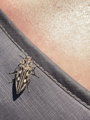 Chalcophora virginiensis