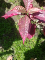 Magnoliopsida