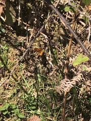 Boloria euphrosyne