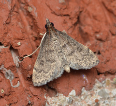 Steniodes declivalis