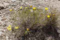Oenothera gayleana