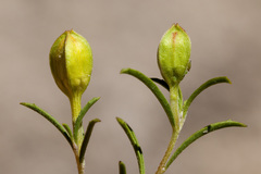 Oenothera gayleana