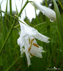 Paradisea liliastrum