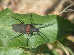 Desmocerus californicus