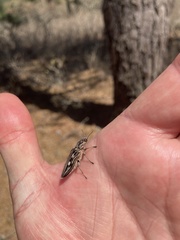 Chalcophora virginiensis