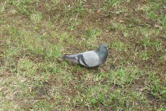 Columba livia domestica