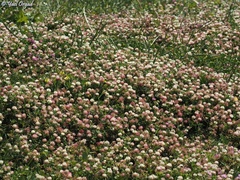 Trifolium glanduliferum