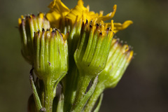 Senecio integerrimus integerrimus