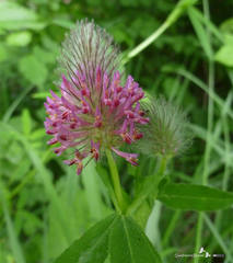 Trifolium rubens