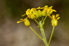 Draba spectabilis