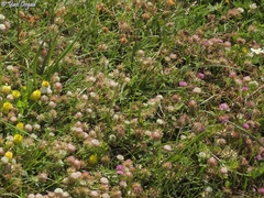Trifolium spumosum