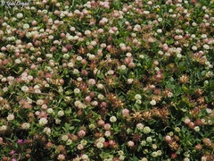 Trifolium glanduliferum