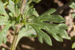 Glandularia wrightii