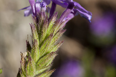 Glandularia wrightii