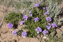 Glandularia wrightii