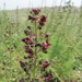 Scrophularia hierochuntina - Photo (c) יאיר אור, some rights reserved (CC BY-NC-SA), uploaded by יאיר אור