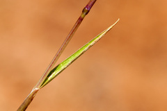 Hordeum pusillum