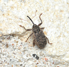 Dorytomus mucidus