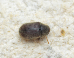 Stagetus profundus