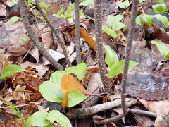 Rossmanomyces pyrolae