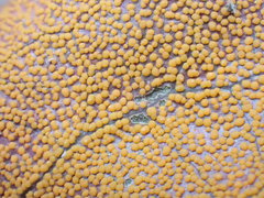 Rossmanomyces pyrolae