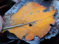 Rossmanomyces pyrolae