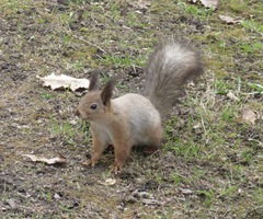 Sciurus vulgaris