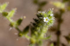 Cryptantha crassisepala