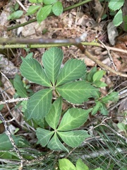 Parthenocissus quinquefolia