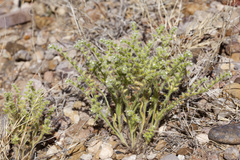 Cryptantha crassisepala