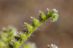 Cryptantha crassisepala