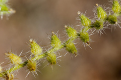 Cryptantha crassisepala