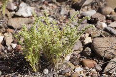 Cryptantha crassisepala