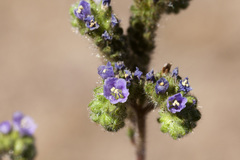 Phacelia coerulea