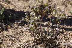 Phacelia coerulea