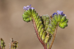 Phacelia coerulea