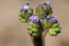 Phacelia coerulea