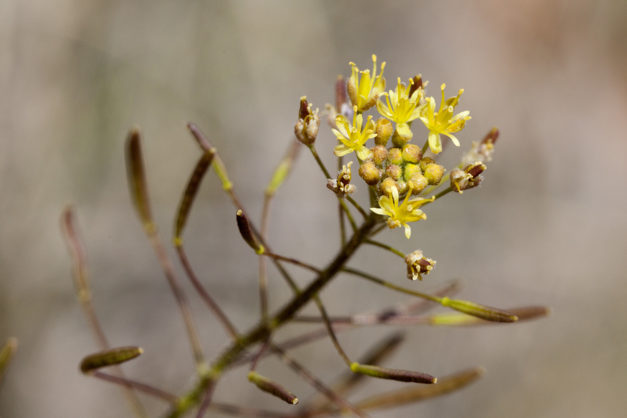 Descurainia pinnata