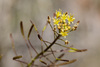 Western Tansymustard - Photo no rights reserved